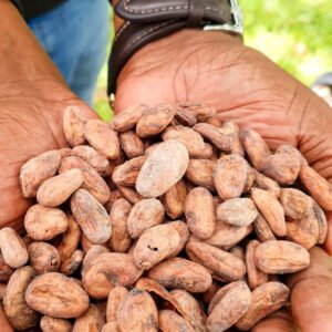 Cocoa beans