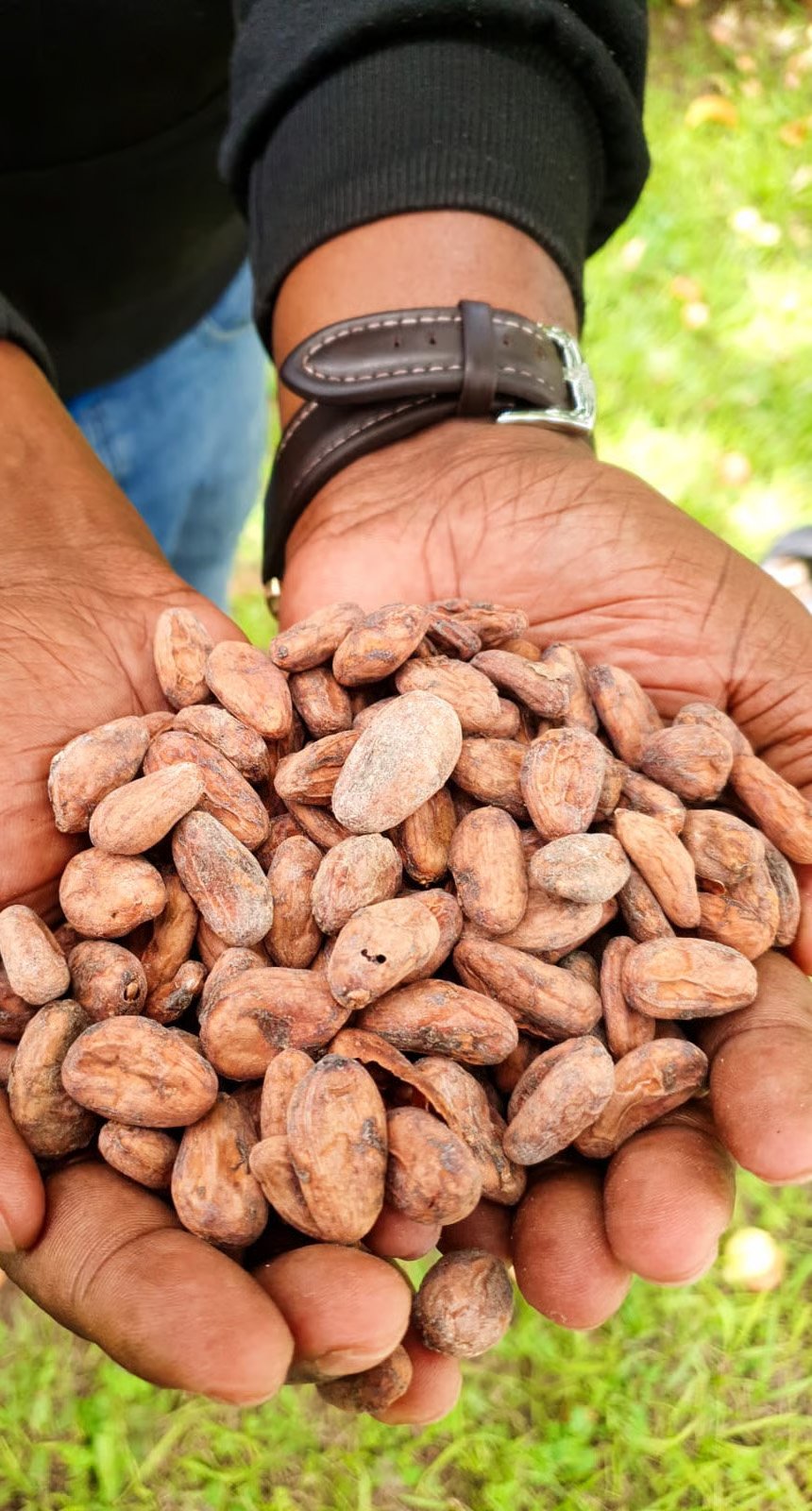 Cocoa beans