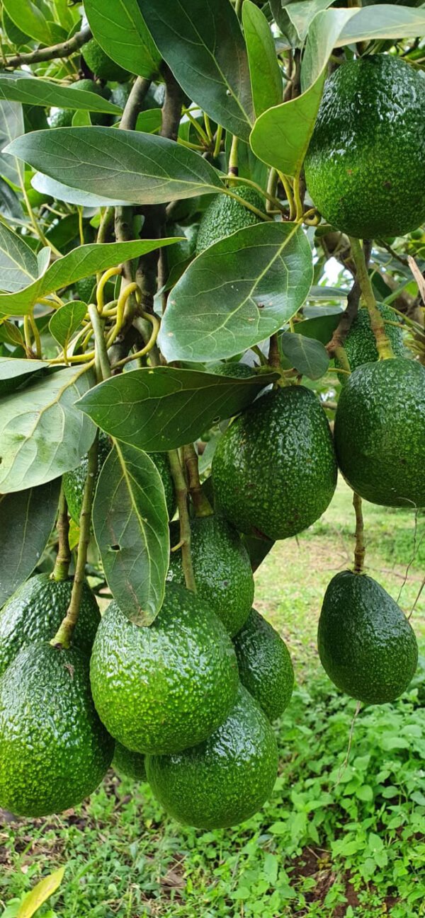Fresh avocado fruit