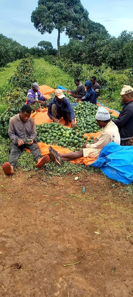 Fresh avocado fruit