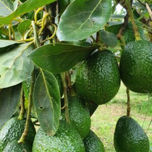 Fresh avocado fruit