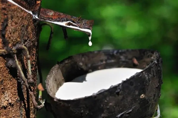 Latex Natural rubber HA 60% DRC liquid latex raw material barrel