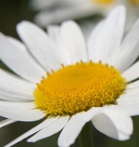 Milled chrysanthemum flowers (1% Pyrethrum)